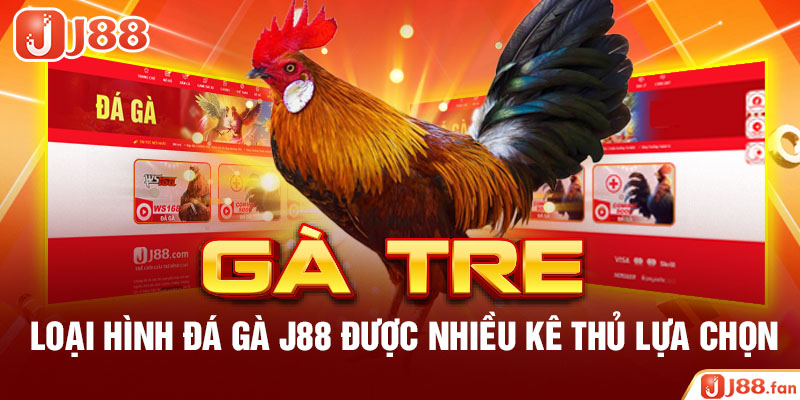 Đá gà tre – Loại hình đá gà J88 được nhiều kê thủ lựa chọn
